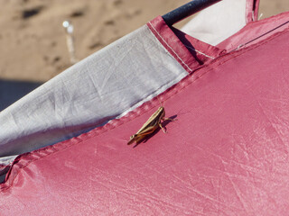 A grasshoper in a tent