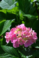 晴れの日　明るい紫陽花（のいちあじさい街道　高知県）