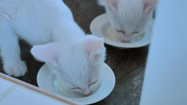 two white kittens eat from a bowl