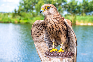 captive bird of prey on lake background
