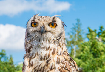 Owl portrait. Owl eyes close up.

