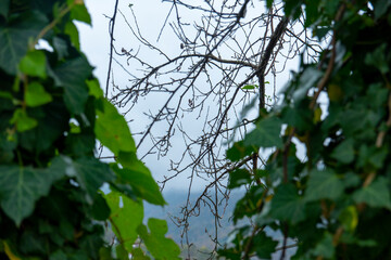 Green leaves and sun