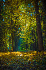 Obraz premium Autumn forest. Shadows in the autumn park.