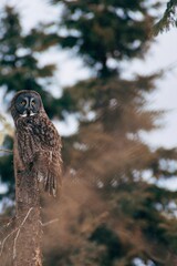 great horned owl in the forest