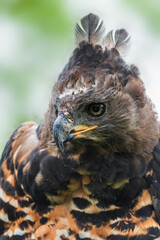 Crowned Hawk-eagle - Stephanoaetus coronatus, portrait of beautiful large Hawk-eagle from Sub-saharan African forests and woodlands, South Africa.