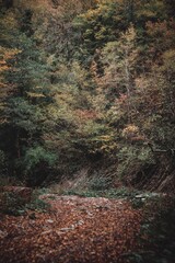 autumn in the forest