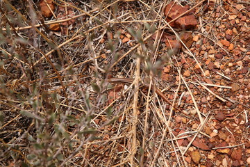Massive-gibber ctenotus (Ctenotus septenarius) lizard crawling on grass in Kings Canyon, Northern Territory, Australia 