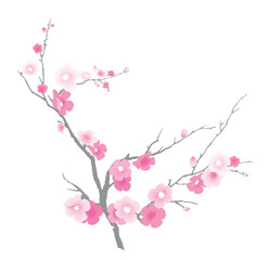 Branch of blooming sakura. Illustration. Isolated on a white background