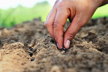 hand planting bean seed in the vegetable garden and light warm. agriculture concept