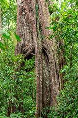 Large weeping fig in the Gunung Leuser National Park on the island of Sumatra in Indonesia. The region, mostly mountainous, is billed as the largest wilderness area in Southeast Asia