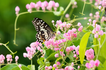 butterfly with flower and sunshine