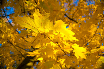 Fototapeta na wymiar Autumn leaves. Autumn foliage at sky background.