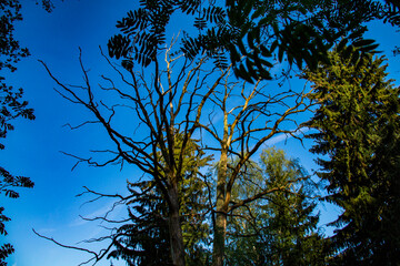 Branches of an old dry tree on a background of blue spring sky in Minsk, Belarus