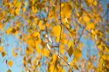 Autumn leaves. Autumn foliage at sky background.