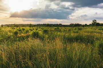 Beautiful summer meadow at sunset.