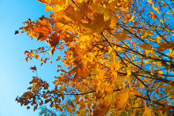 Autumn leaves. Autumn foliage at sky background.