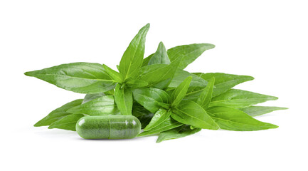 Kariyat or Andrographis paniculata  green leaves and capsule on a white background