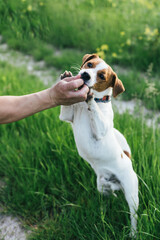 Happy puppy Jack Russell Terrier and his owner playing in a summer meadow.