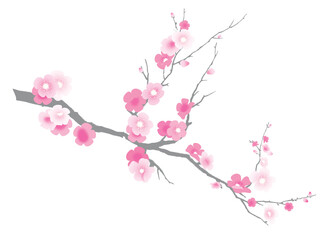 Branch of blooming sakura. Illustration. Isolated on a white background