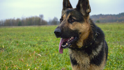 German shepard dog
