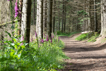 Naklejka premium Mountain path between the trees. Selective focus