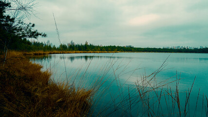 View of a forest lake through tall grass
