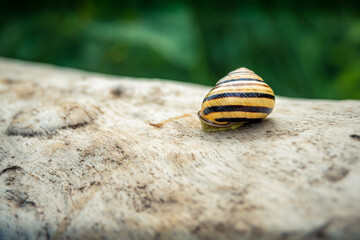Striped snail on a tree log
