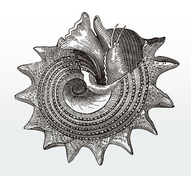 Sunburst star turban or circular saw shell, astraea heliotropium after an antique illustration from the 19th century