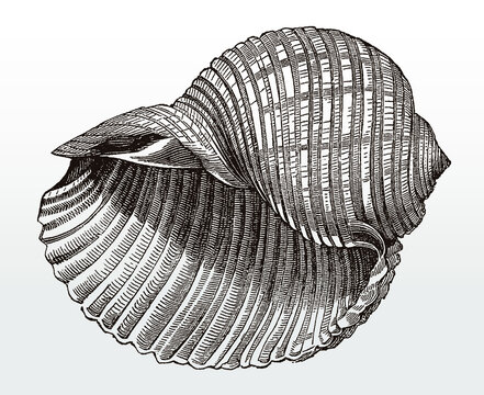 Shell of the giant tun, tonna galea after an antique illustration from the 19th century