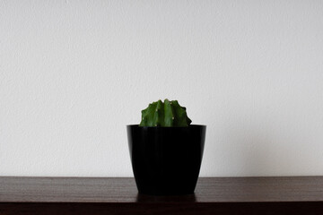 Dominos Easter Lily common cactus centered on top of a wooden shelf in a black plastic vase with white wall in the background. Minimalist photograph with space for text.