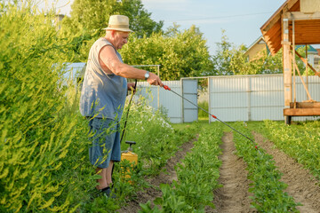 An elderly man in a hat sprays an insecticide on the tops of potatoes. The fight against the Colorado potato beetle and other harmful insects. Summer sunny evening.