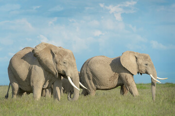 Fototapeta na wymiar African elephant (Loxodonta africana) herd foraging in grassland, Amboseli national park, Kenya.