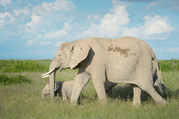 African elephant (Loxodonta africana) and calf walking in grassland, Amboseli national park, Kenya.