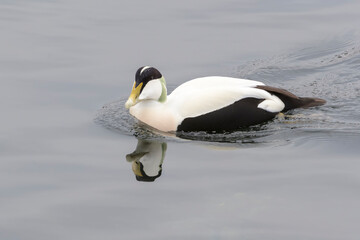 Common Eider (Somateria mollissima) adult male swimming, Flatanger, Norway