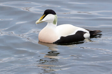 Common Eider (Somateria mollissima) adult male swimming, Flatanger, Norway