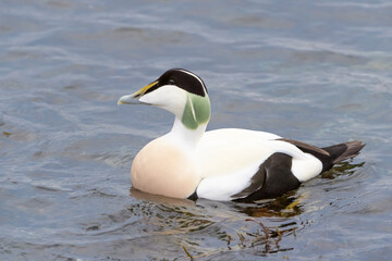 Naklejka premium Common Eider (Somateria mollissima) adult male swimming, Flatanger, Norway