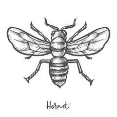 Hornet sketch vector illustration. Vintage wasp insect