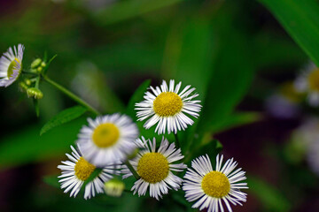 daisy flower in the garden