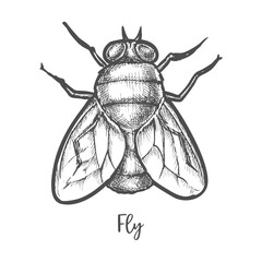 Fly insect sketch or bottle housefly drawing