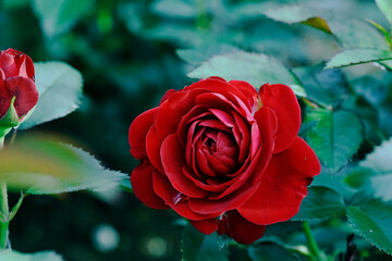 red rose in garden