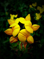 Birds Foot Trefoil