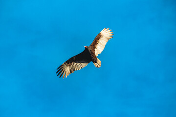 Californian Turkey Vulture in it's flight