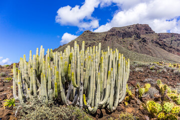 Volcanic desert landscape with cactuses and mountains, Tenerife, Canary Islands, Spain - 361107579
