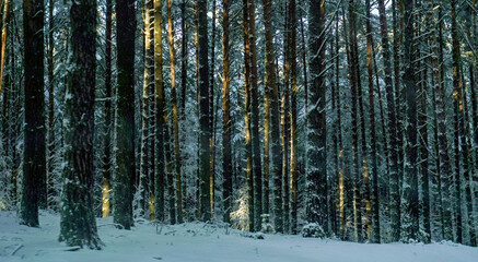 Obraz na płótnie Canvas Beautiful landscape of winter forest