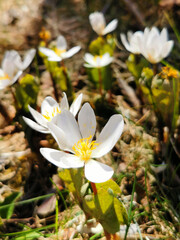 Bloodroot Blossoms