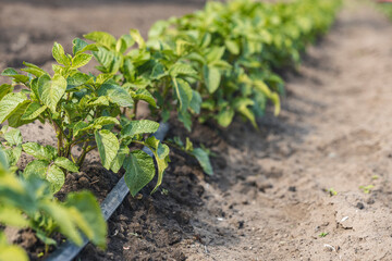 Cultivation of potatoes with drip irrigation. Growing spud, photo with perspective. Fresh tops close up. Agriculture.