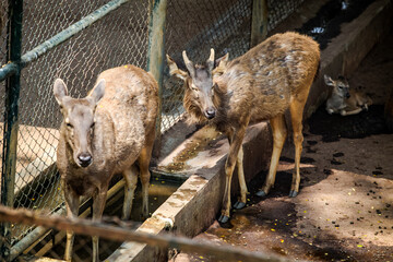 three young indian deers drink water in open aviary in zoo