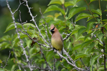 Cedar Waxwing bird