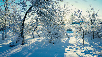 Garden and apple trees covered in snow