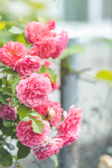 Garden spray of pink roses close up. Green leaves on branches and bright, fresh blooming roses. Botanical natural blossom concept